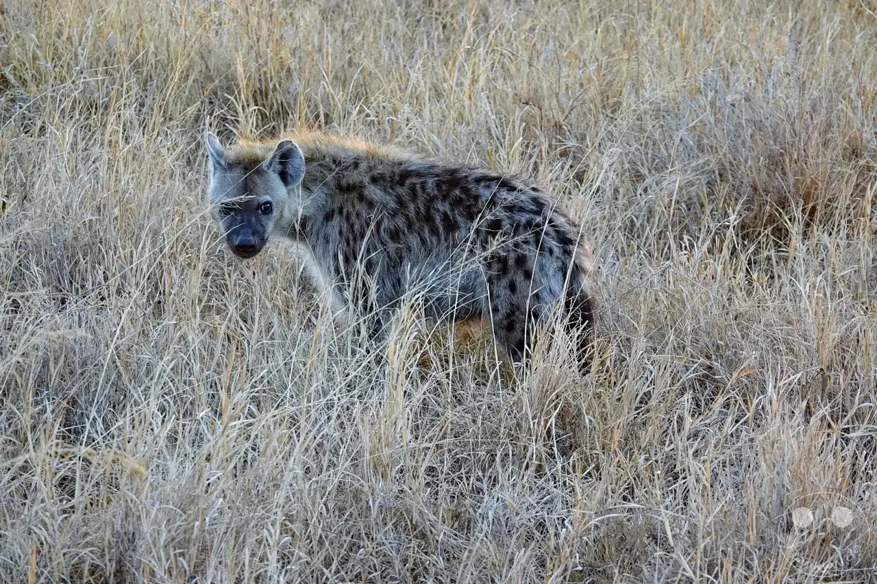 Tansania - Serengeti