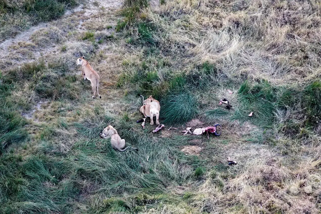 Tansania - Serengeti