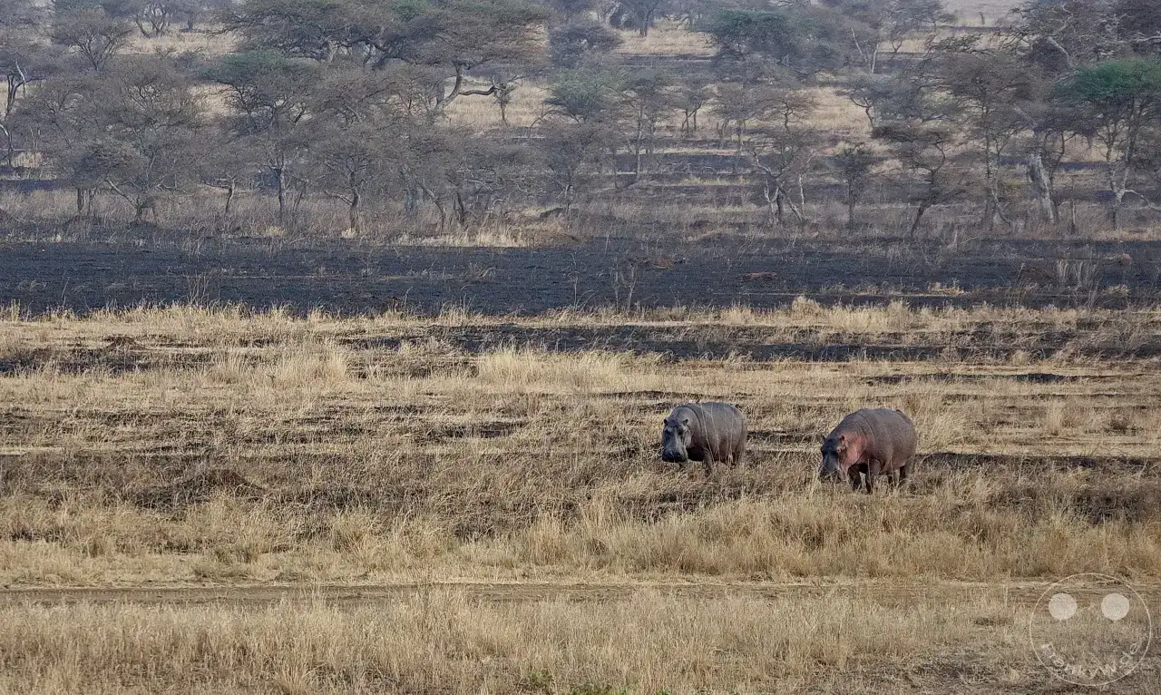 Tansania - Serengeti