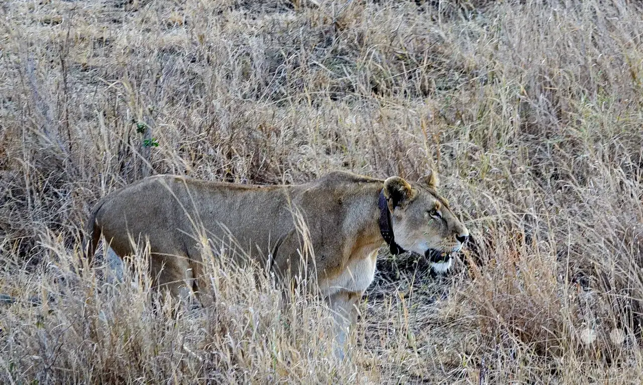 Tansania - Serengeti