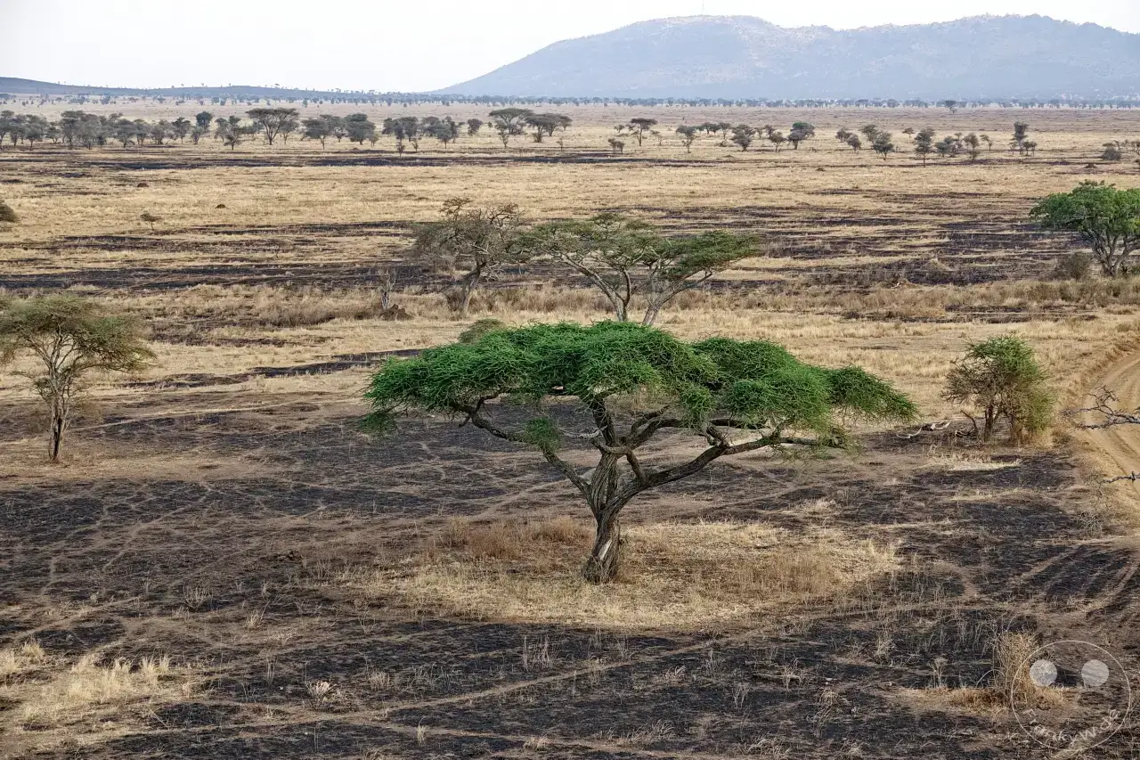 Tansania - Serengeti