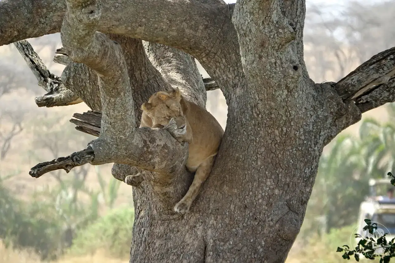 Tansania - Serengeti
