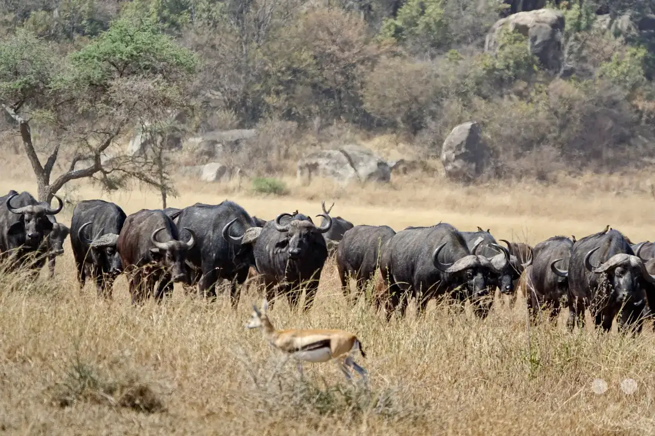 Tansania - Serengeti