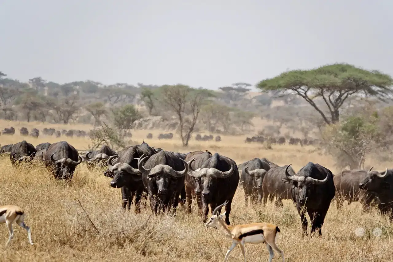 Tansania - Serengeti