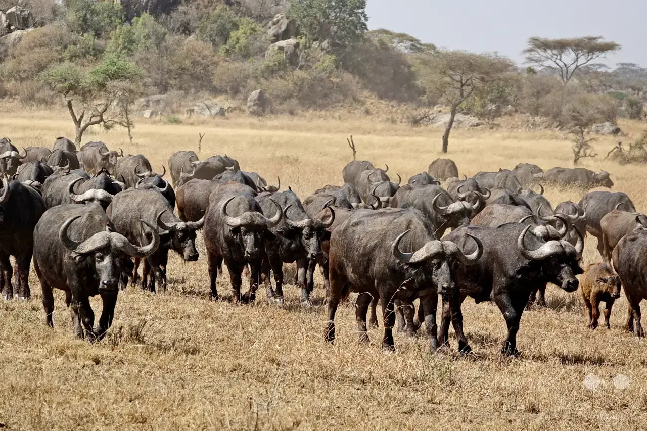Tansania - Serengeti