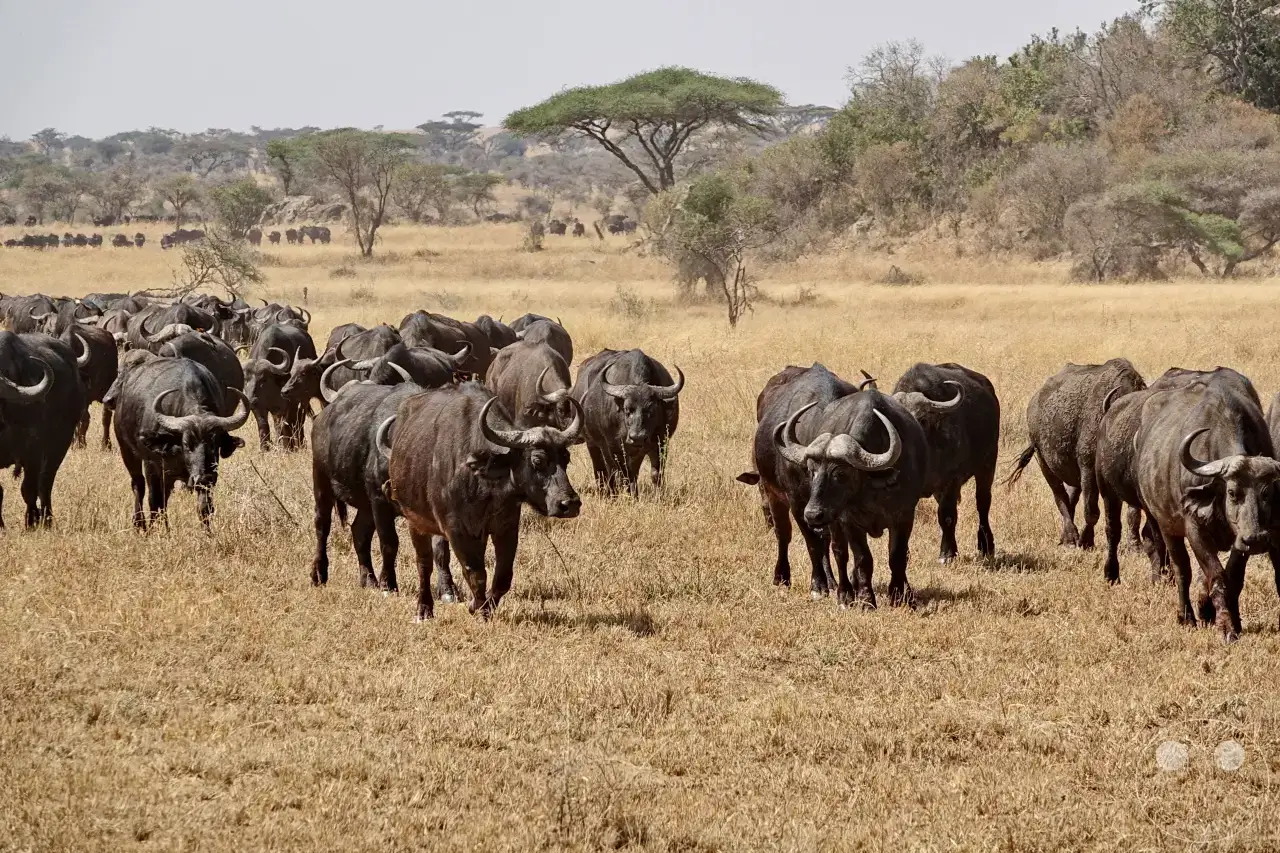 Tansania - Serengeti