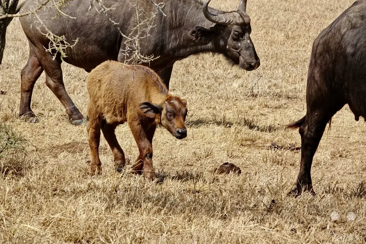 Tansania - Serengeti