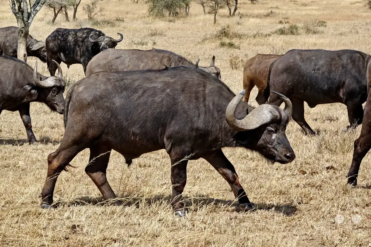 Tansania - Serengeti