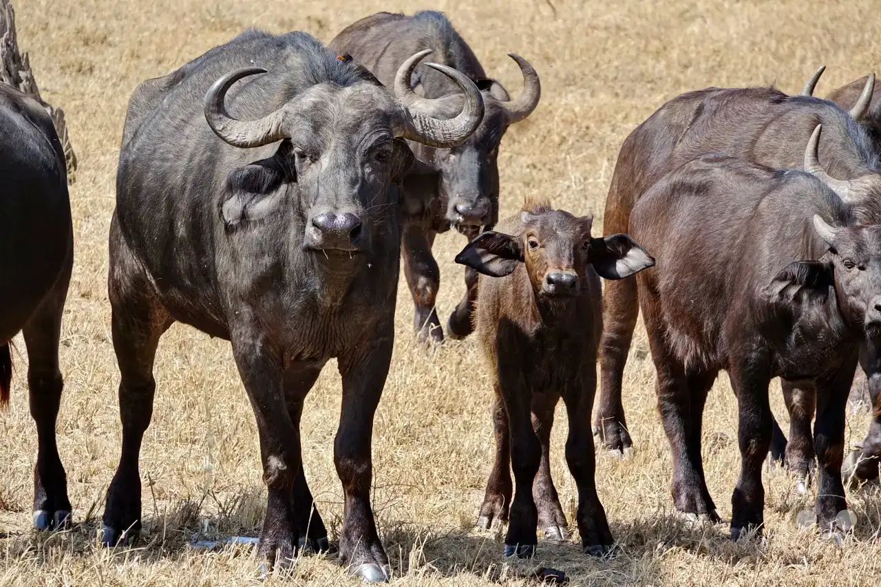 Tansania - Serengeti