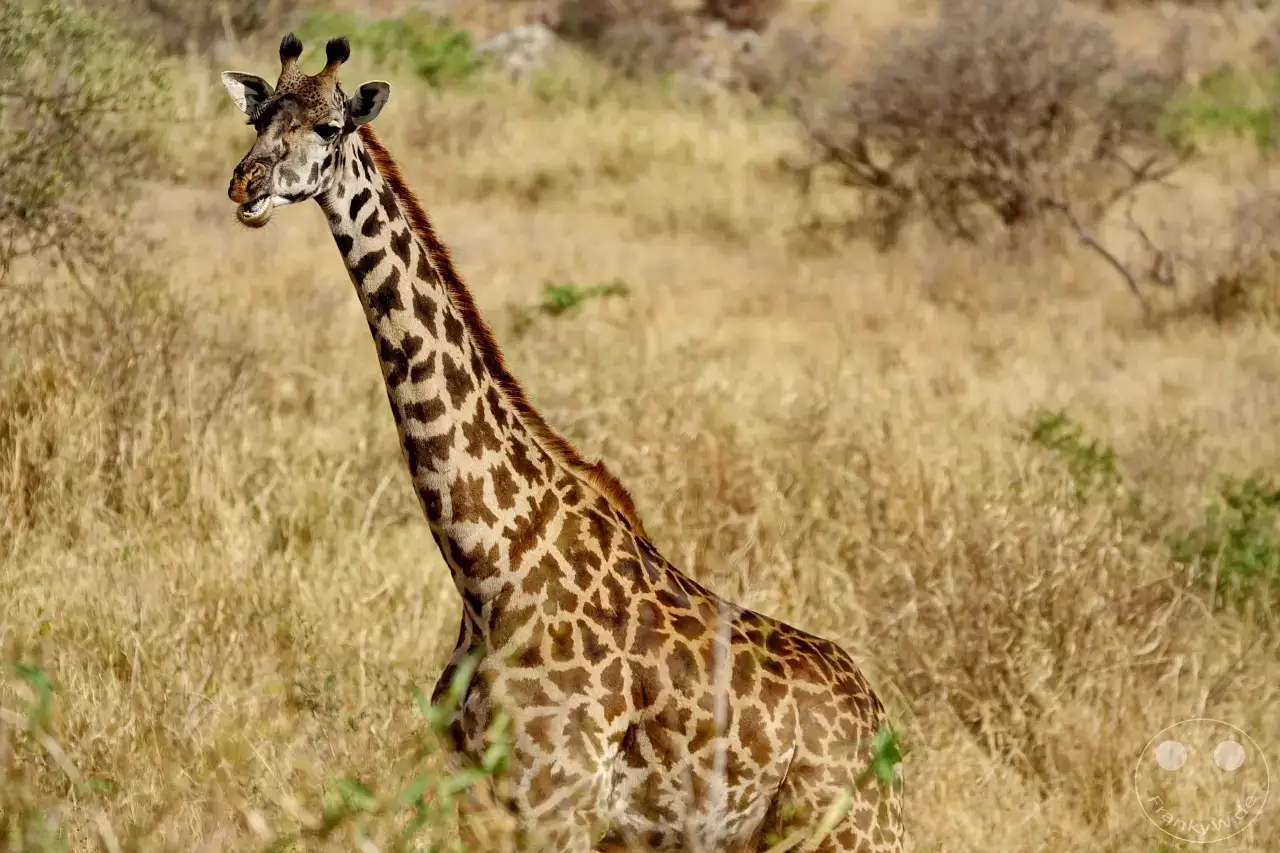 Tansania - Serengeti