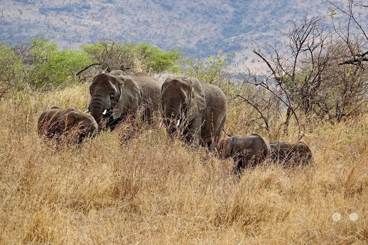 Tansania - Serengeti