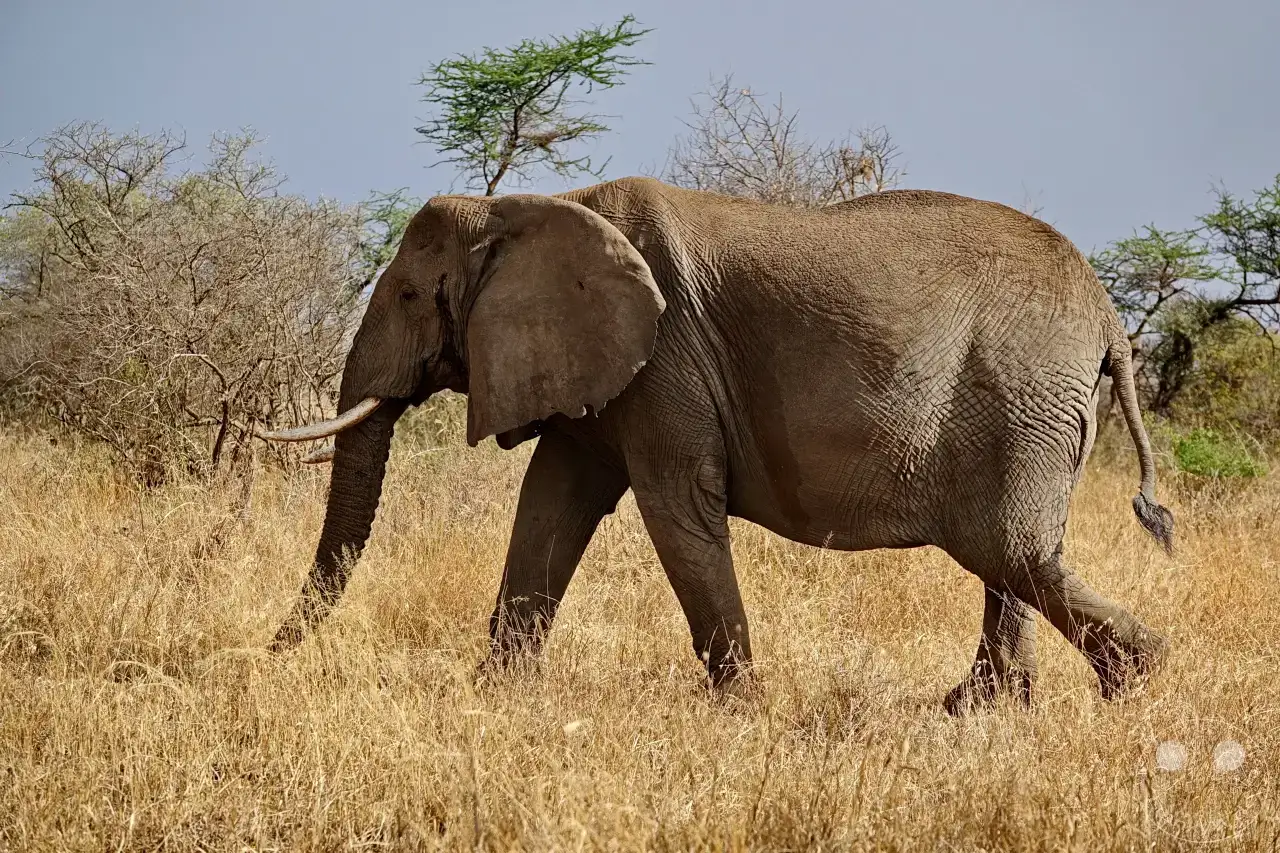 Tansania - Serengeti