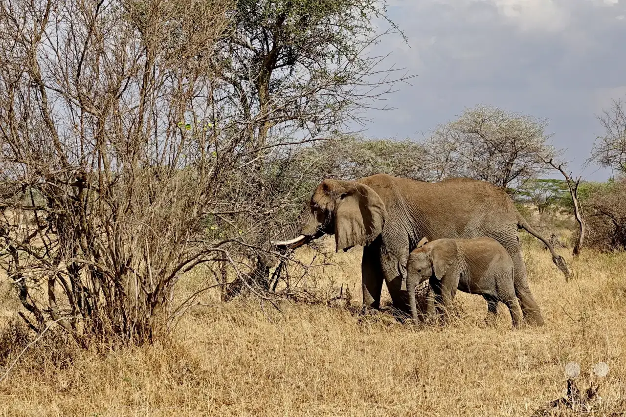 Tansania - Serengeti