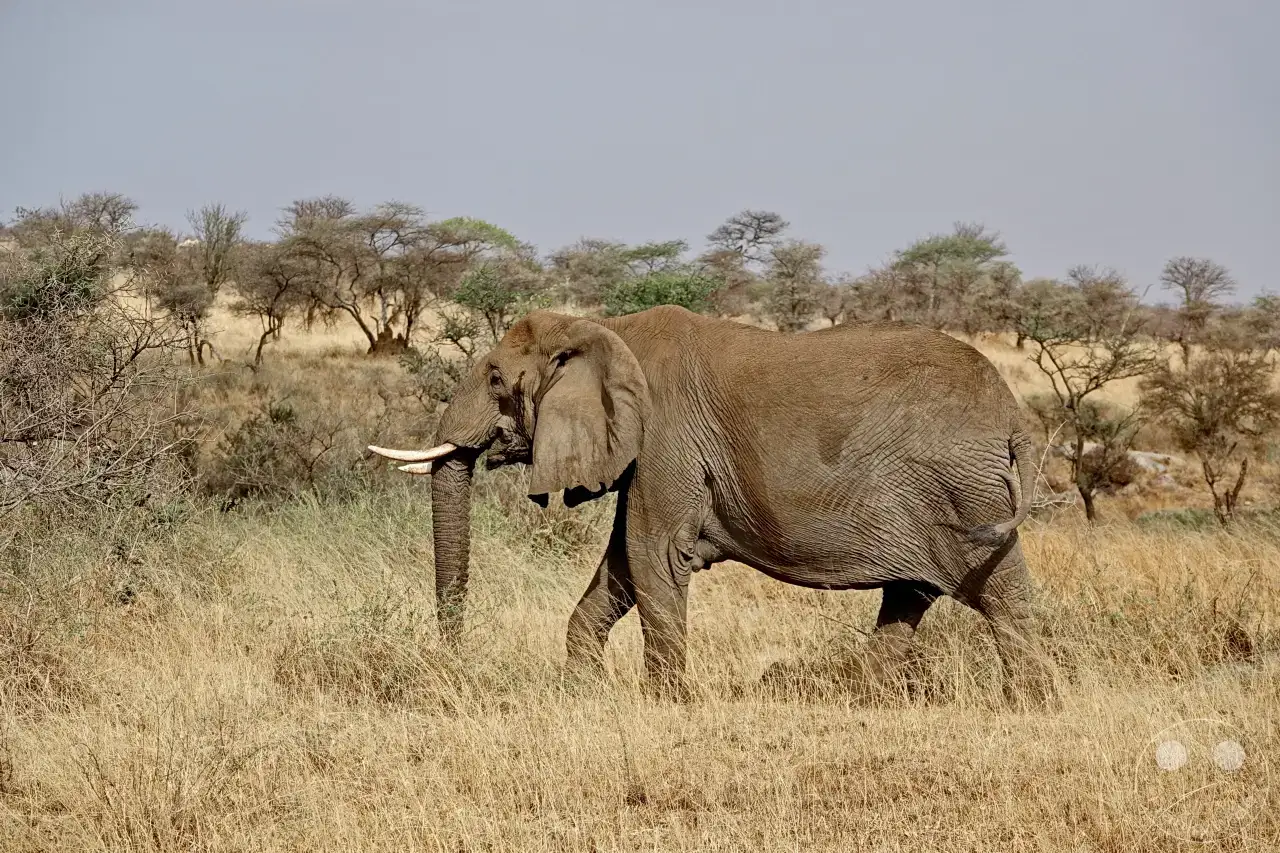 Tansania - Serengeti
