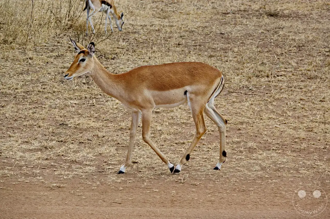 Tansania - Serengeti
