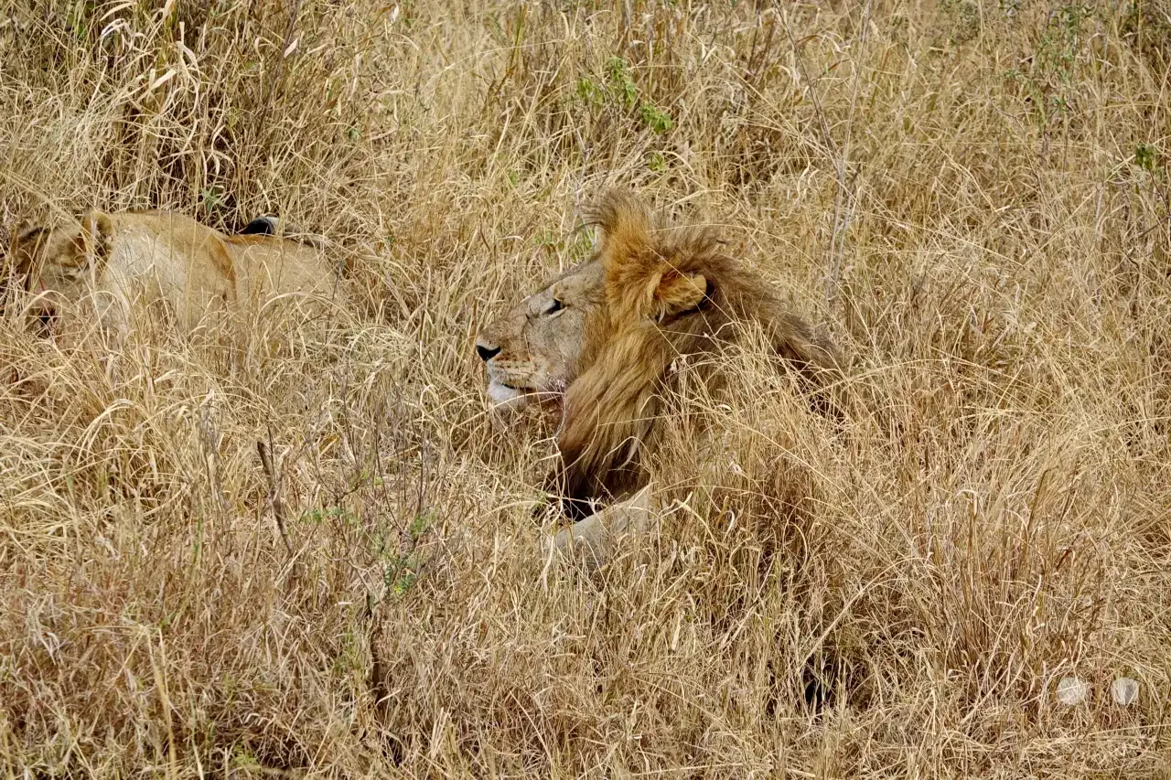 Tansania - Serengeti