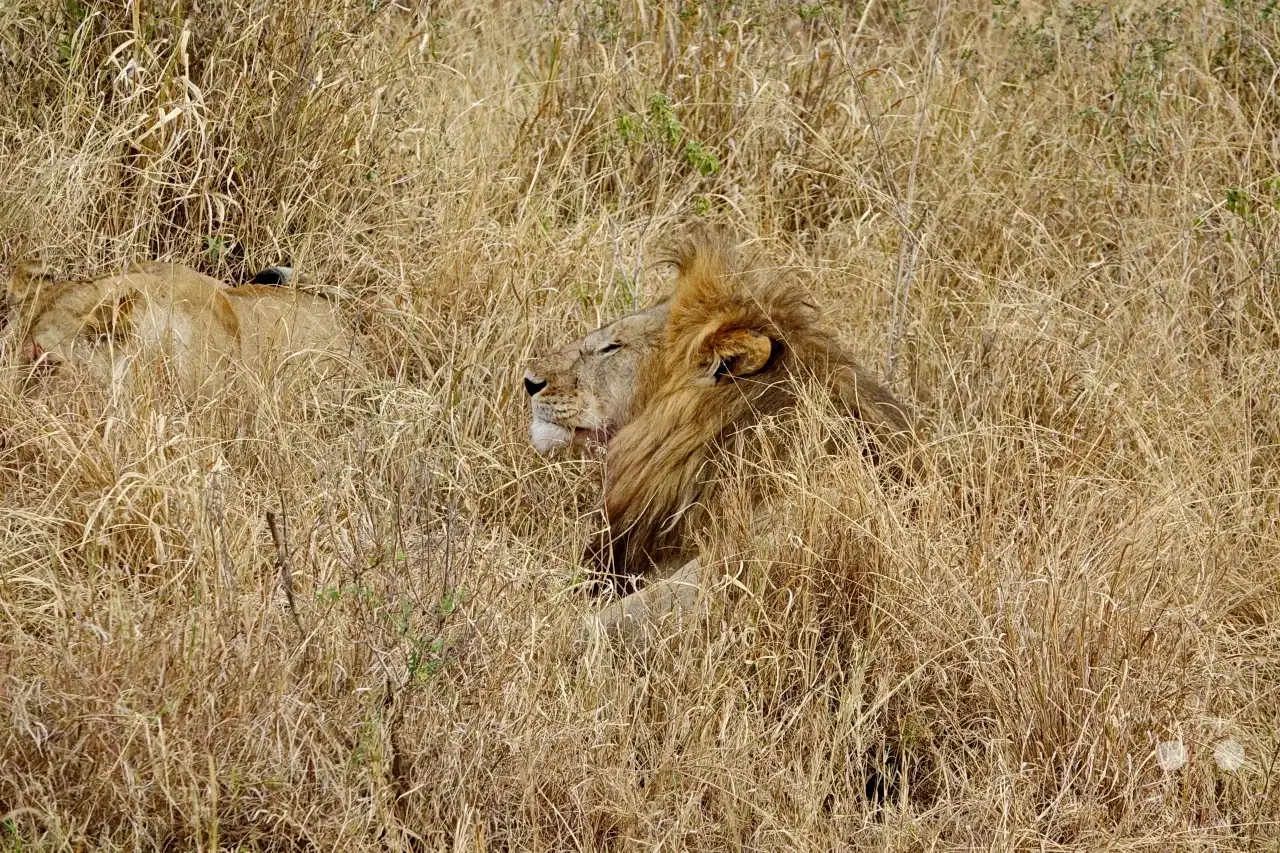 Tansania - Serengeti
