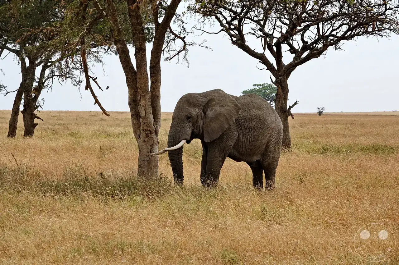 Tansania - Serengeti