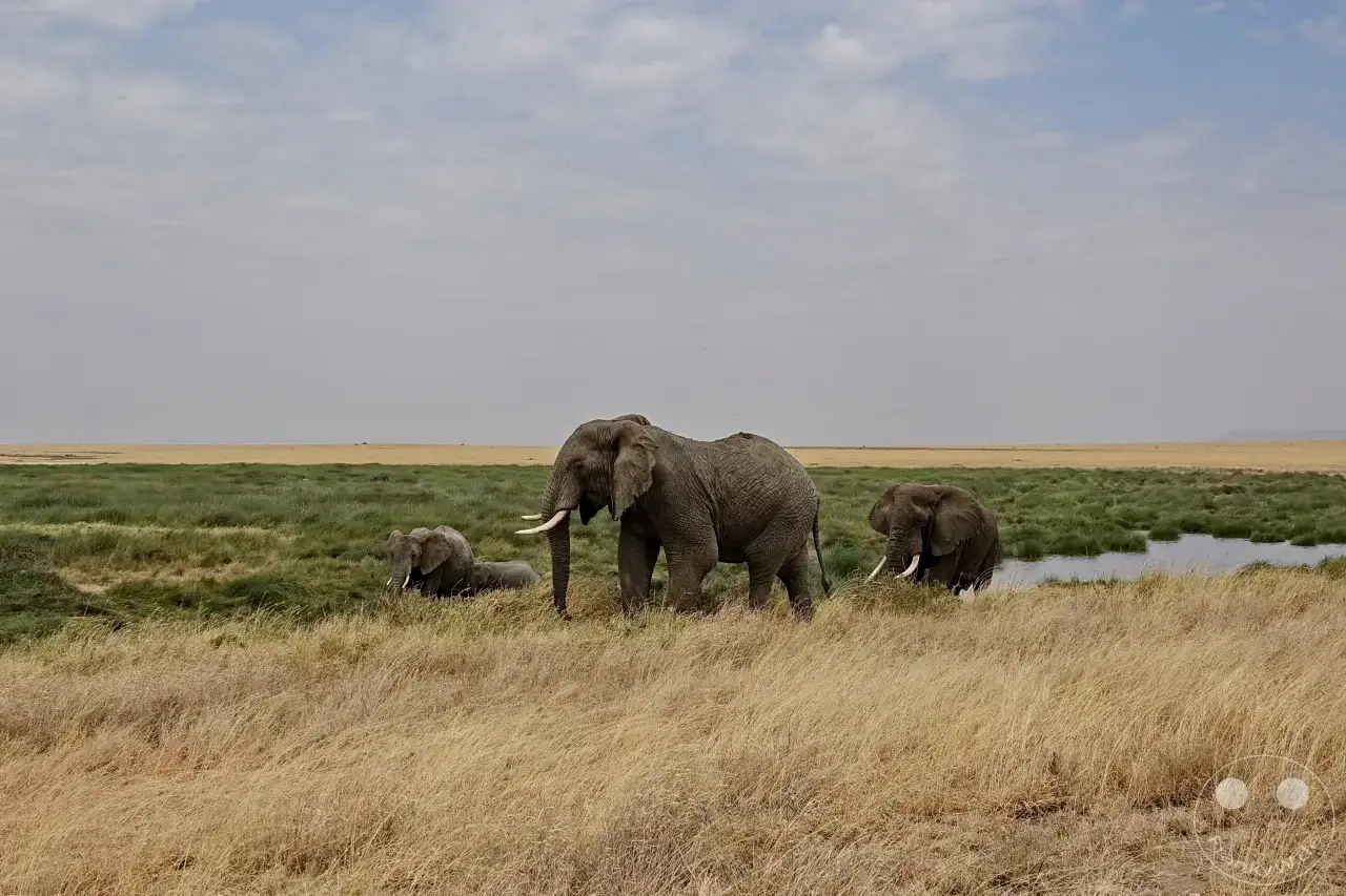 Tansania - Serengeti