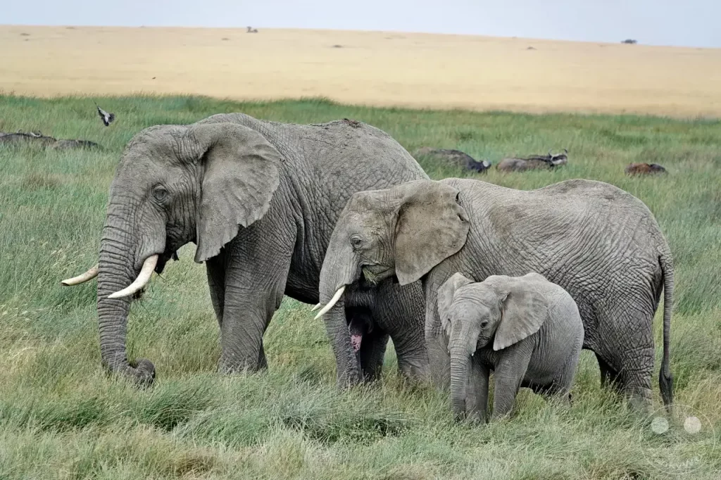 Tansania - Serengeti