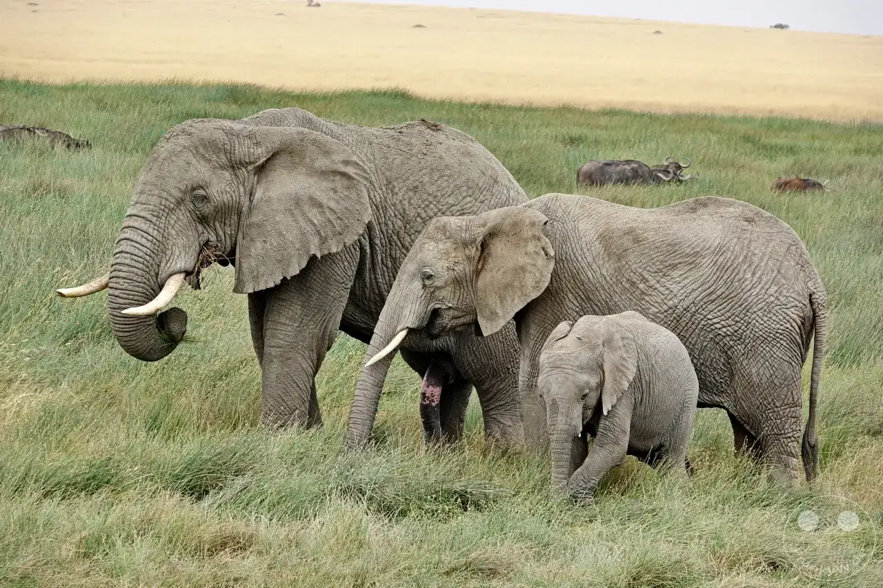Tansania - Serengeti