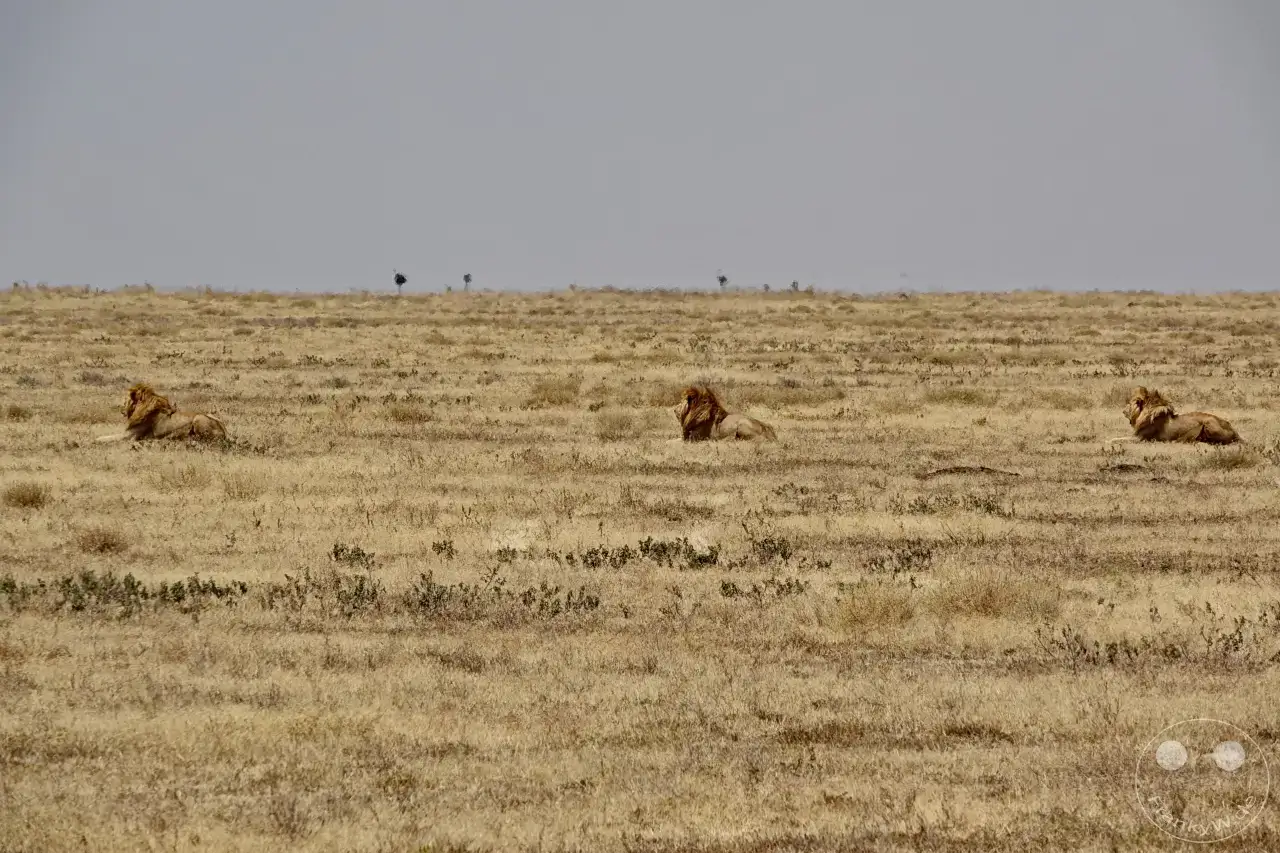 Tansania - Serengeti