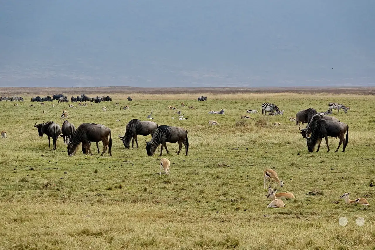 Tansania - Ngorongoro-Krater