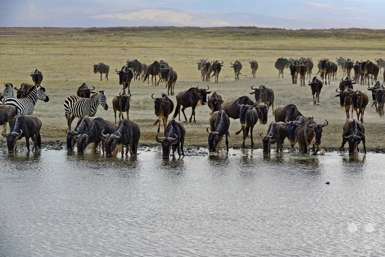 Tansania - Ngorongoro-Krater