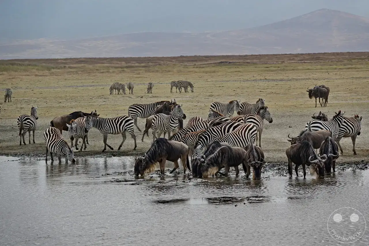 Tansania - Ngorongoro-Krater