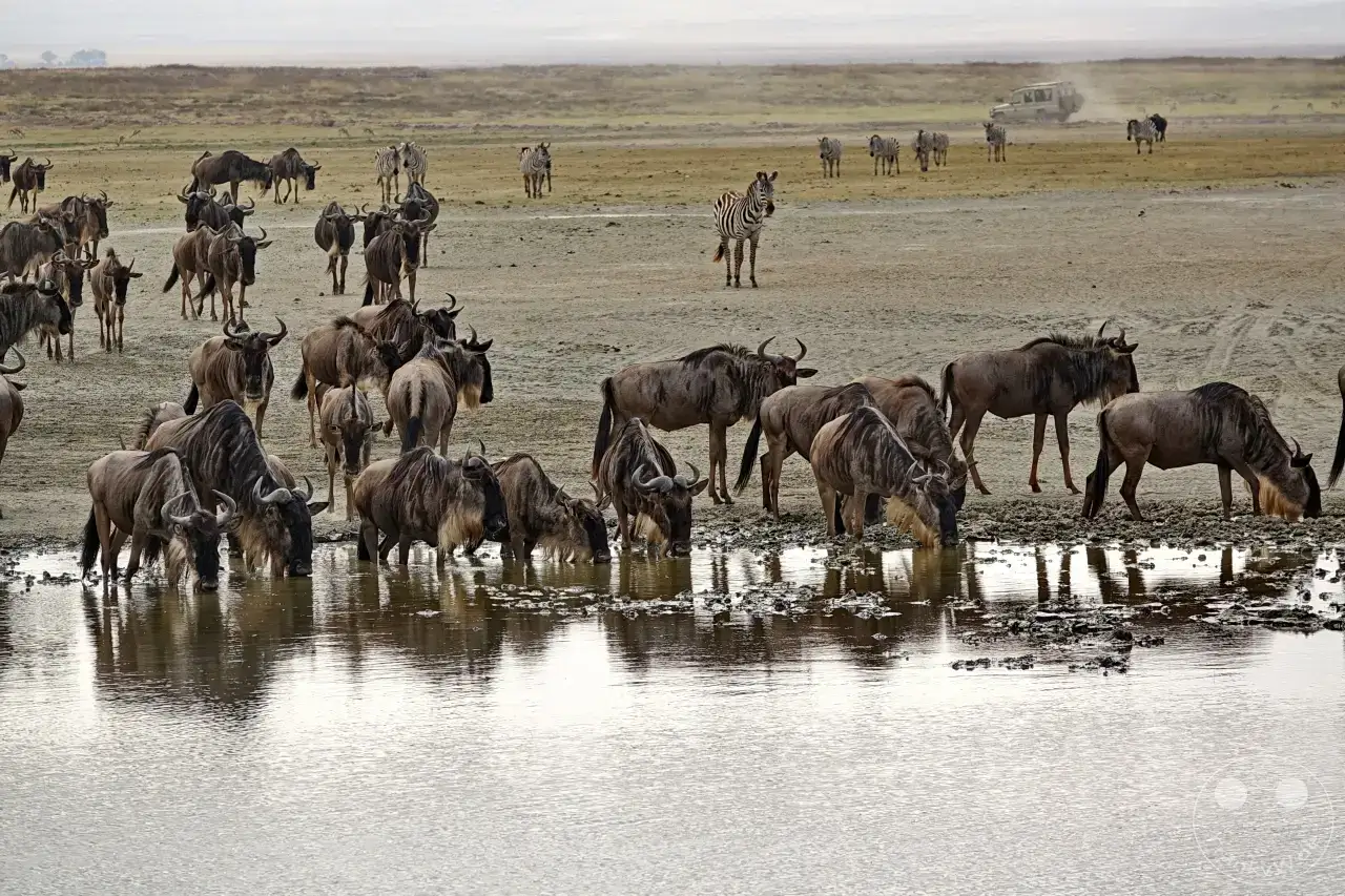 Tansania - Ngorongoro-Krater
