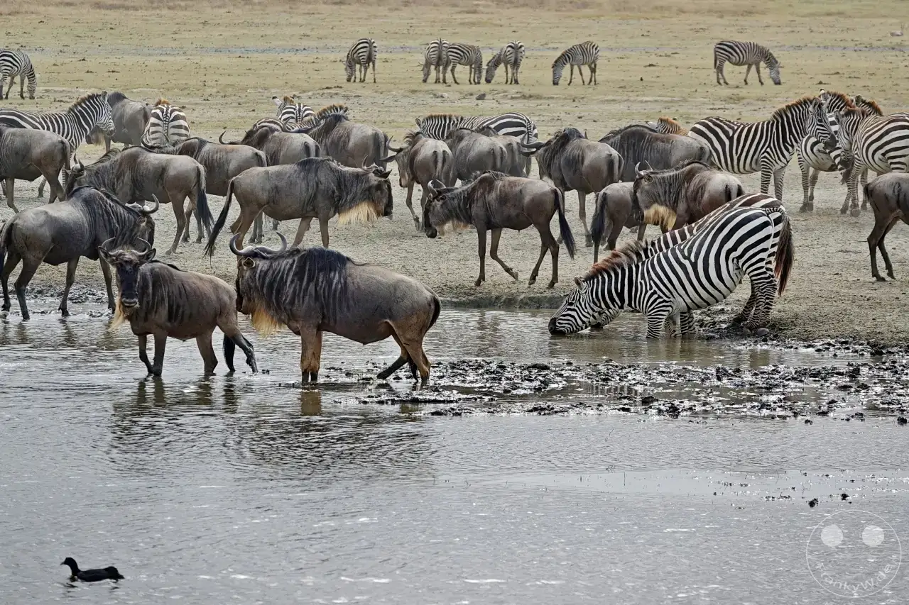 Tansania - Ngorongoro-Krater