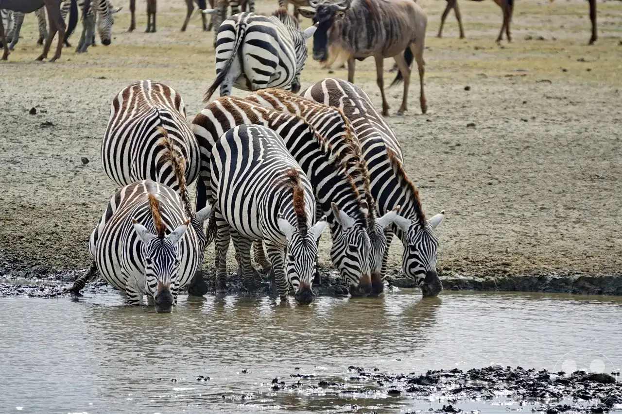 Tansania - Ngorongoro-Krater