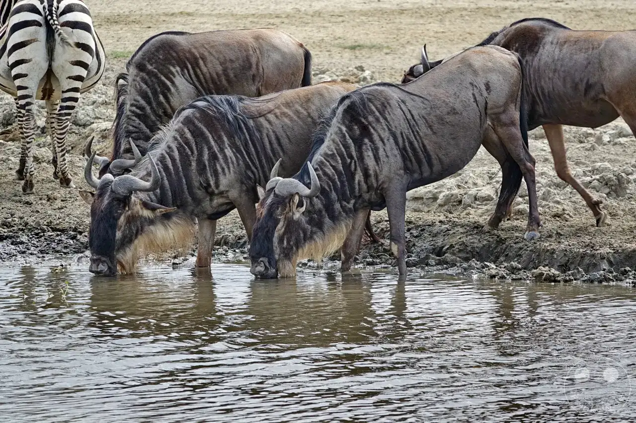 Tansania - Ngorongoro-Krater