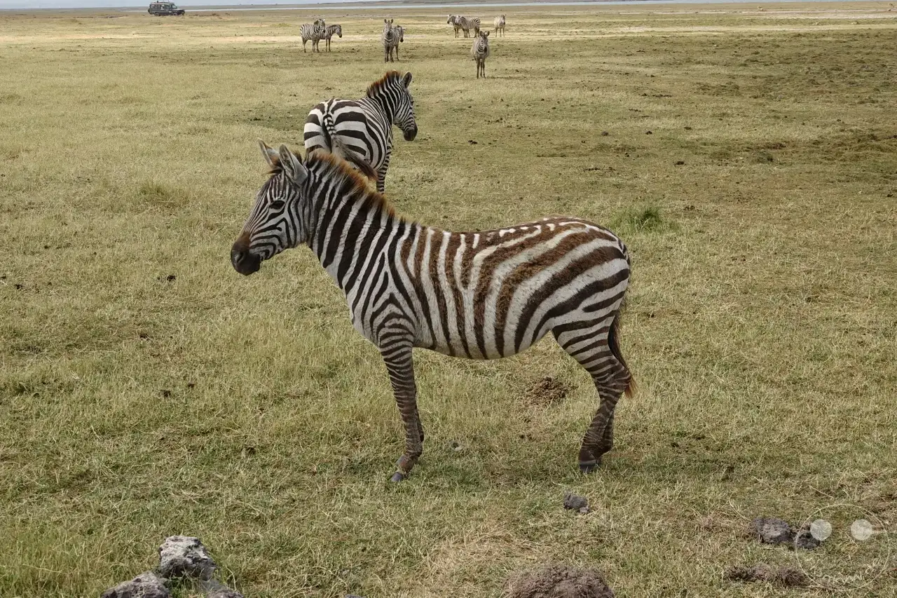 Tansania - Ngorongoro-Krater