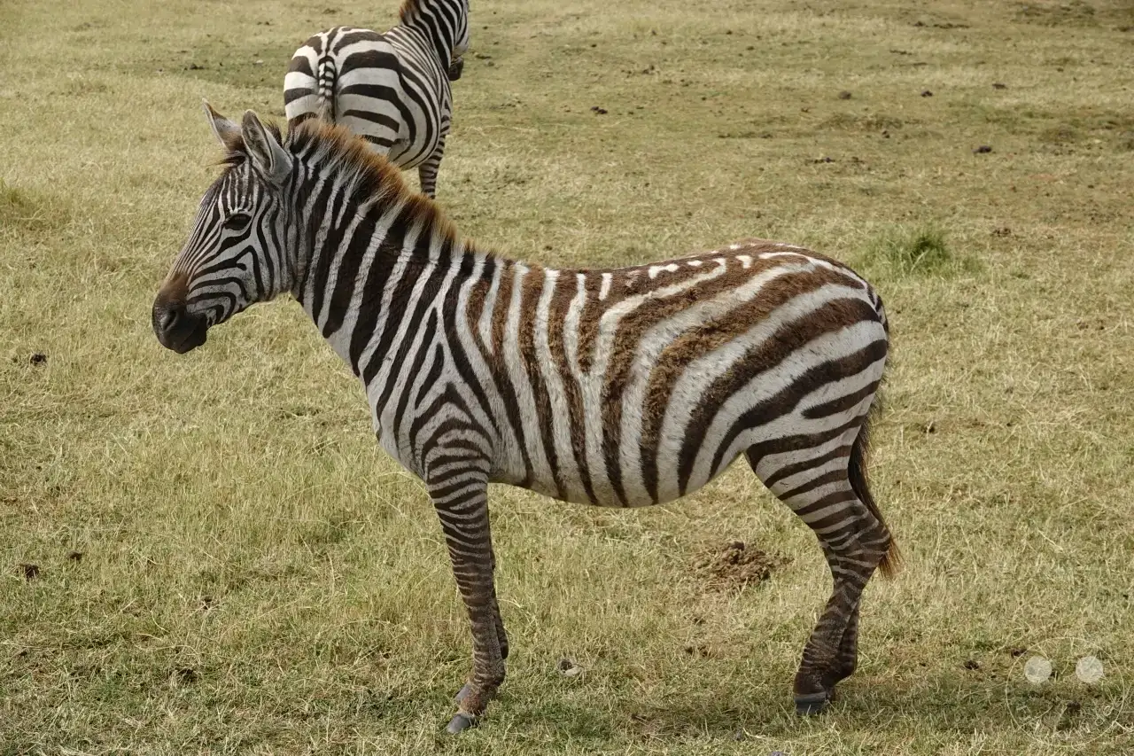 Tansania - Ngorongoro-Krater