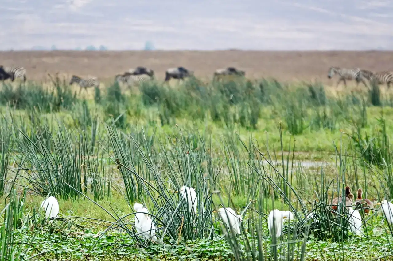 Tansania - Ngorongoro-Krater