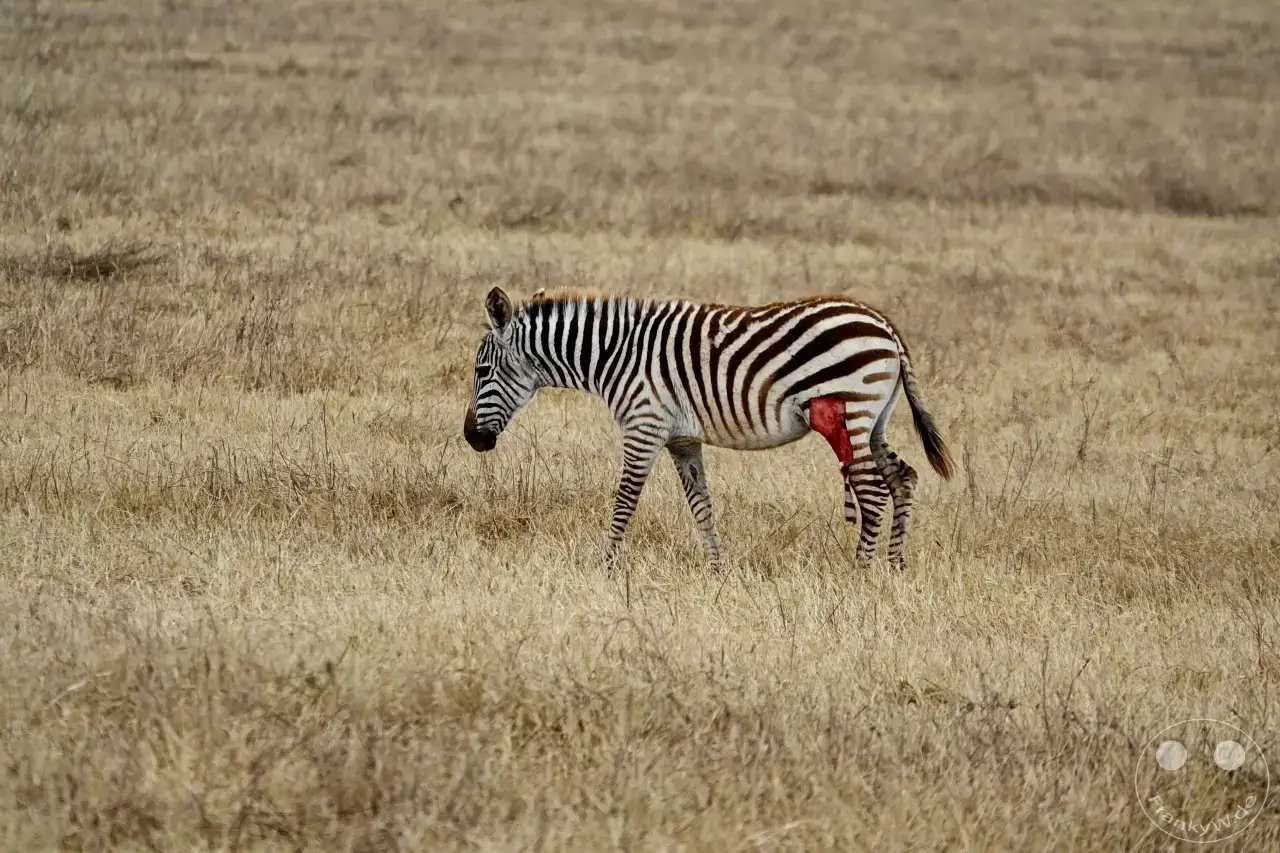 Tansania - Ngorongoro-Krater