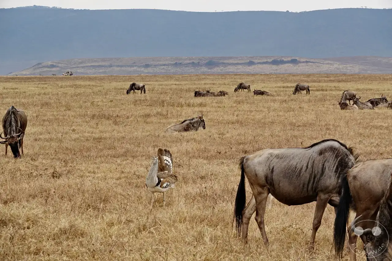 Tansania - Ngorongoro-Krater