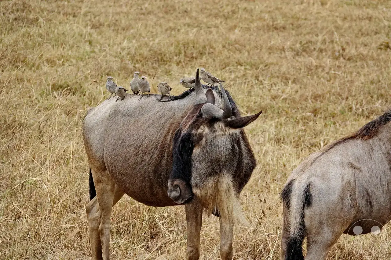 Tansania - Ngorongoro-Krater