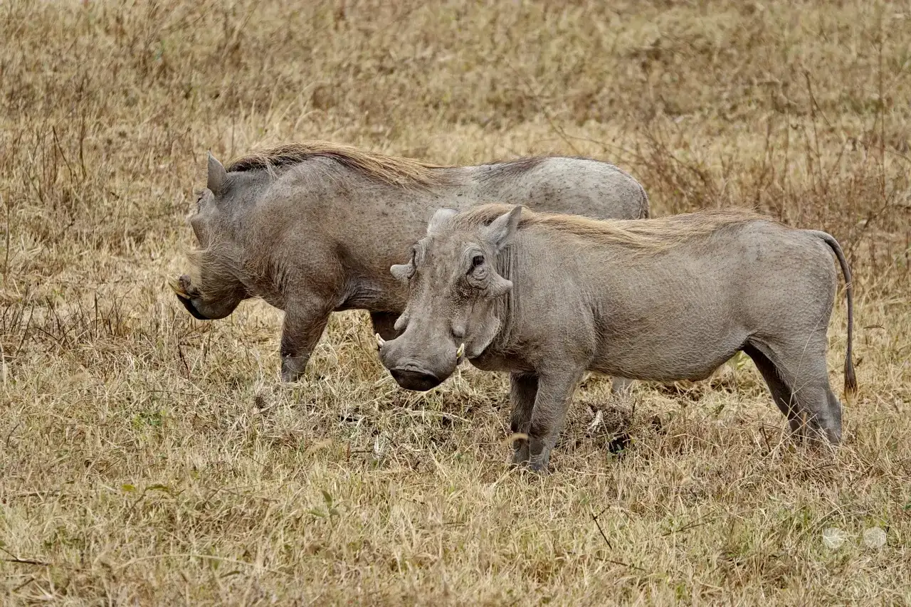 Tansania - Ngorongoro-Krater