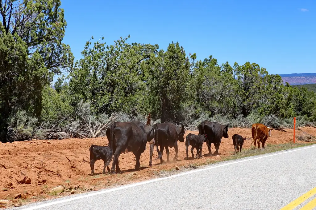 Utah - Highway 261
