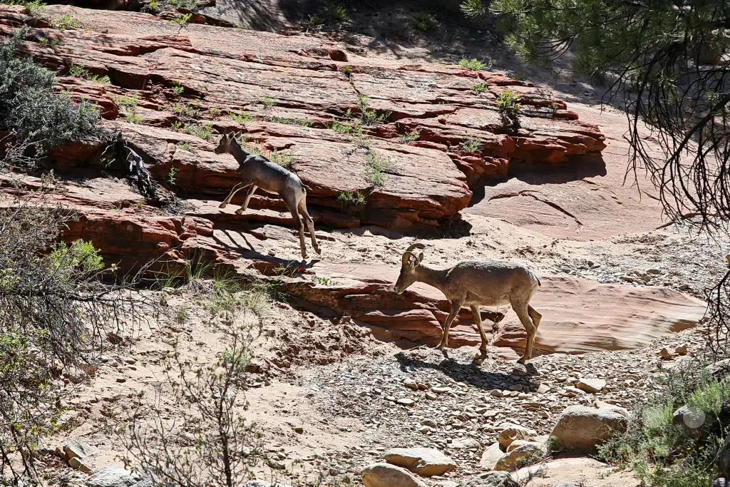 Utah - Zion Nationalpark