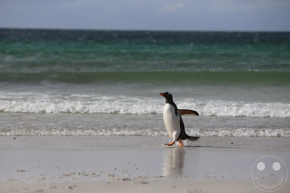 Falklandinseln (Malvinen) - Saunders Island