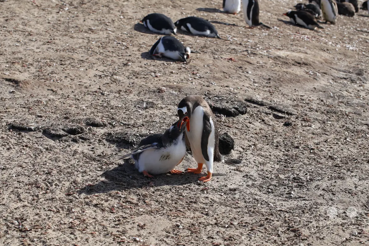 Falklandinseln (Malvinen) - Saunders Island