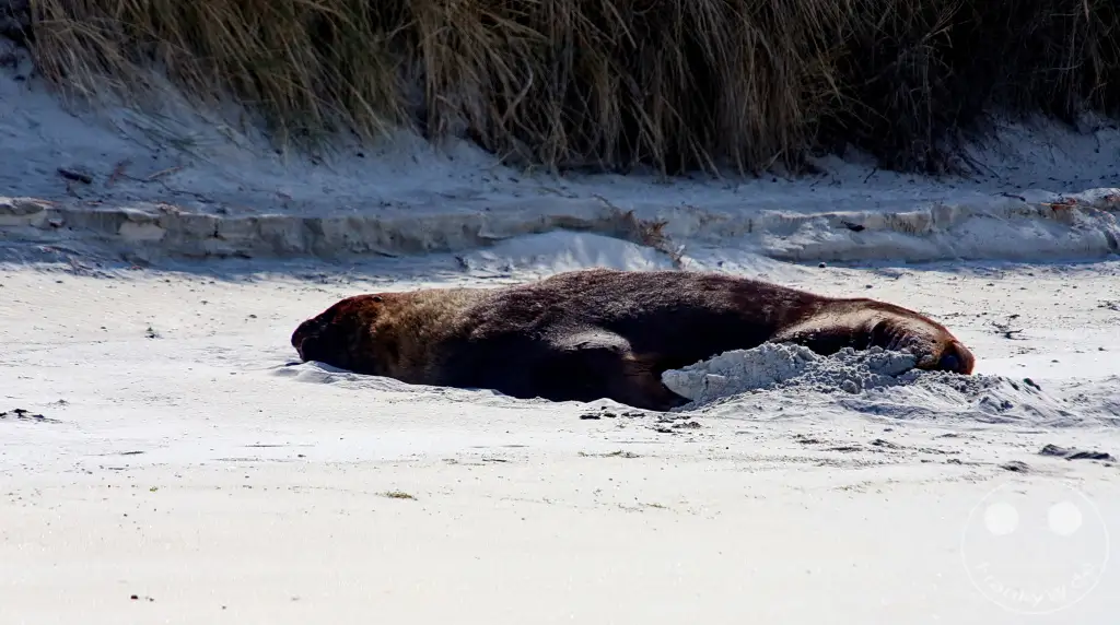 New Zealand South Island - Otakou Halbinsel - Wildlife