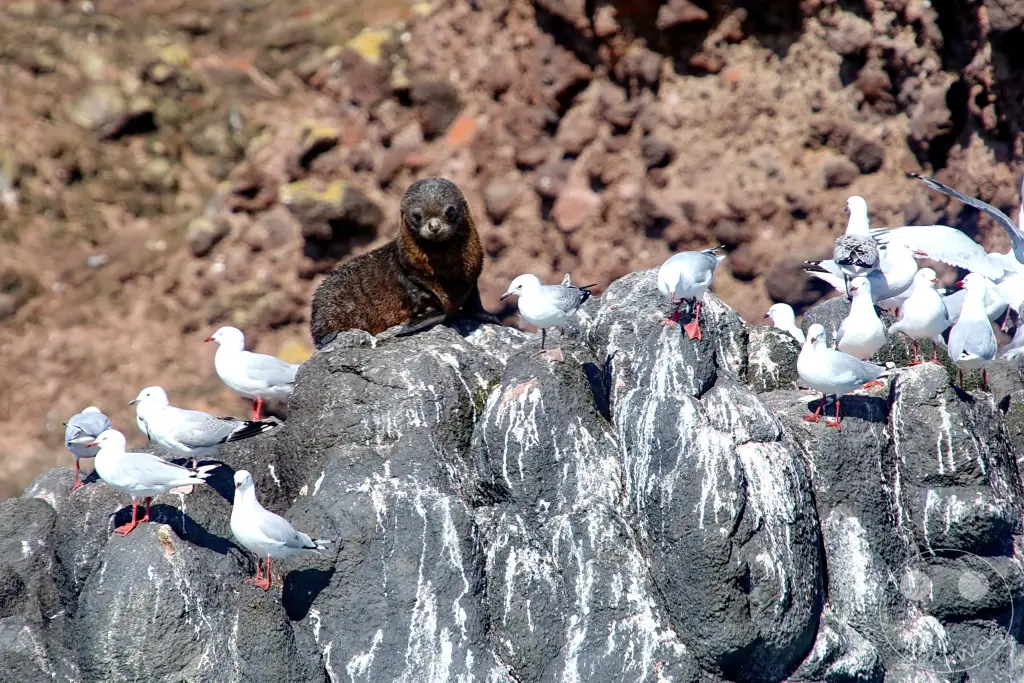New Zealand South Island - Otakou Halbinsel - Wildlife