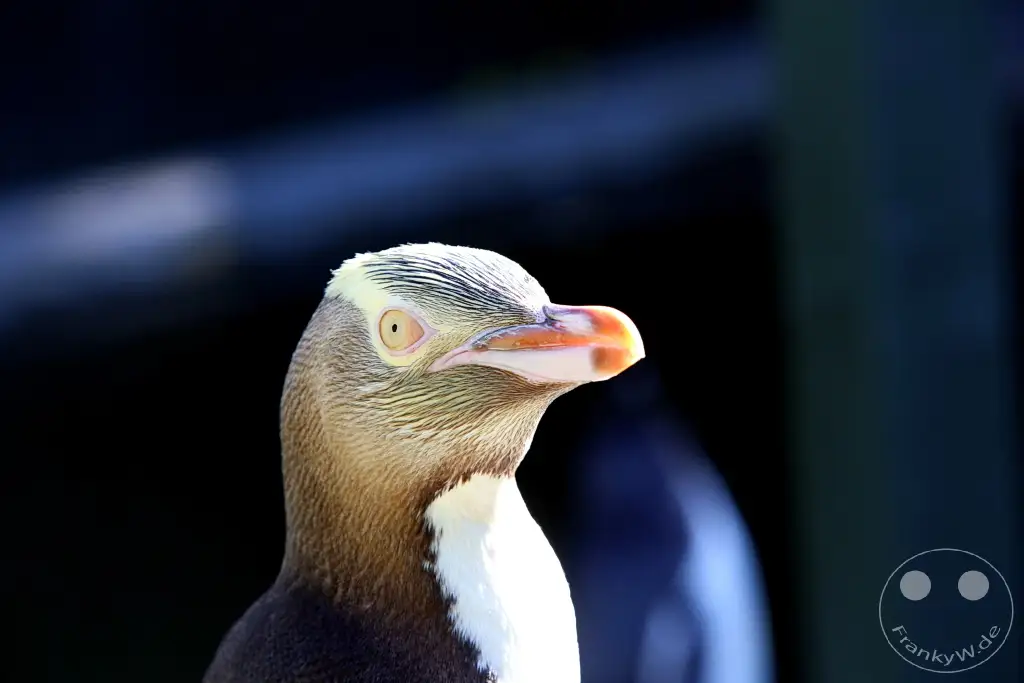 New Zealand South Island - Pinguin Place Conservation Reserve - Otakou Halbinsel