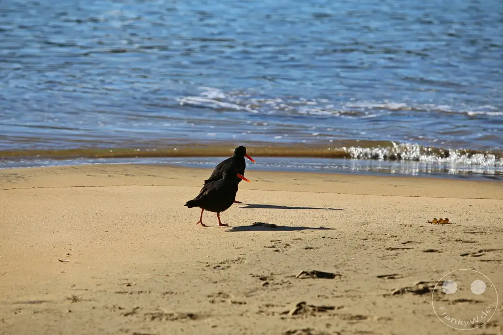 New Zealand South Island - Ulva Island - Wildlife
