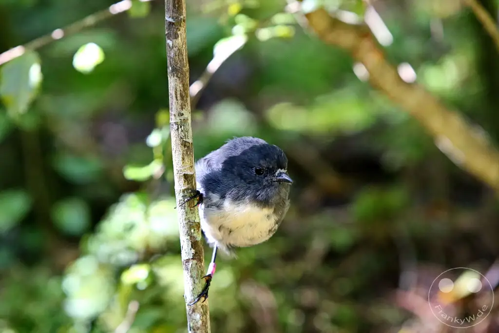 New Zealand South Island - Ulva Island - Wildlife