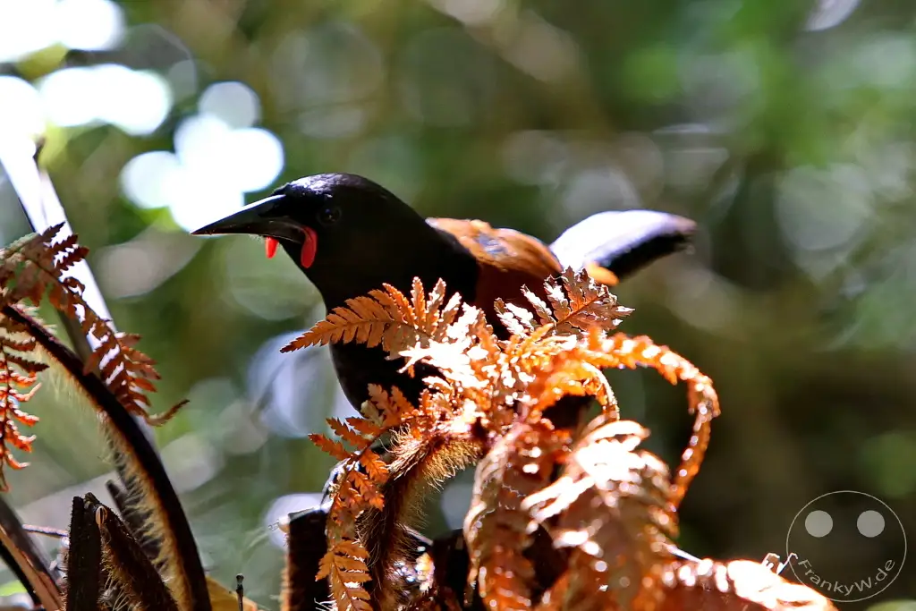 New Zealand South Island - Ulva Island - Wildlife